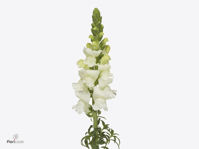 Antirrhinum majus 'Orleans White Imp'