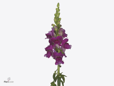 Antirrhinum majus 'Costa Summer Purple'