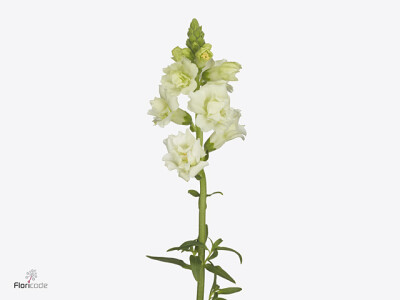 Antirrhinum majus 'Snapstar White'