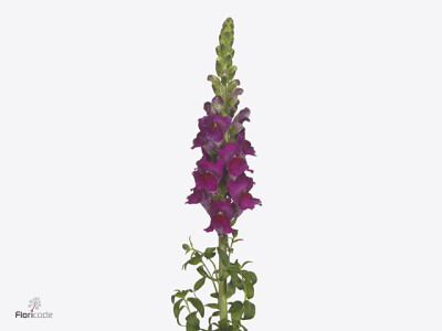 Antirrhinum majus Cannes Purple