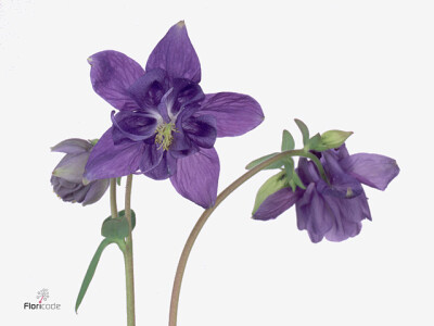 Aquilegia 'Blue Lady'