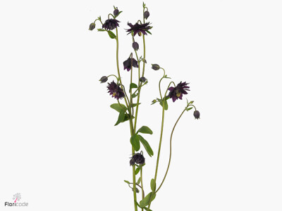 Aquilegia vulgaris 'Black Barlow'