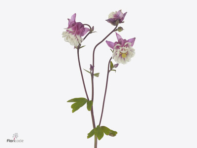 Aquilegia vulgaris 'Pink Petticoat'