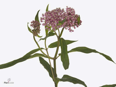 Asclepias incarnata 'Cinderella'