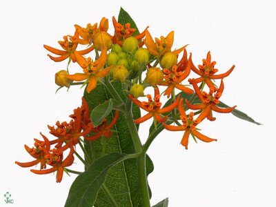 Asclepias 'Beatrix'