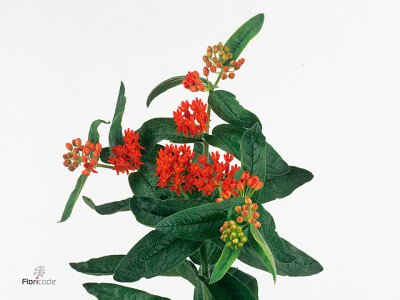 Asclepias tuberosa 'Red Beauty'