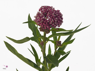 Asclepias incarnata 'Soulmate'