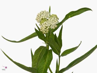 Asclepias incarnata 'Milkmaid'