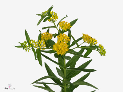 Asclepias tuberosa 'Hello Yellow'