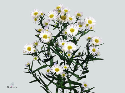 Aster (Novi-belgii Grp) 'Casablanca'