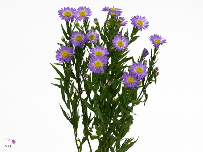 Aster (Dumosus Grp) 'Purple Monarch'