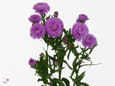 Aster (Novi-belgii Grp) 'Patricia Ballard'