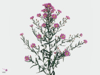 Aster 'Sungal'
