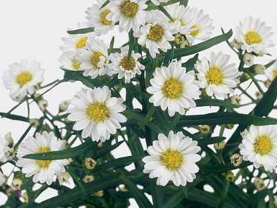 Aster (Universum Grp) 'Chelsea'