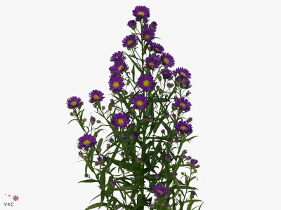 Aster Lesley