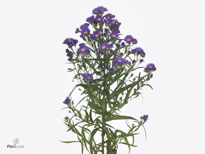 Aster (Novi-belgii Grp) Olivia