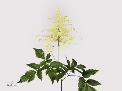 Astilbe (Japonica Grp) 'Washington'