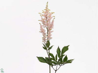 Astilbe (Japonica Grp) 'Peach Blossom'