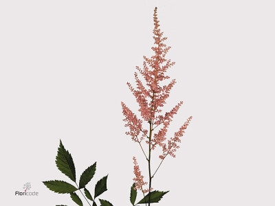 Astilbe (Arendsii Grp) 'Erika'