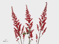 Astilbe (Arendsii Grp) 'Fanal'