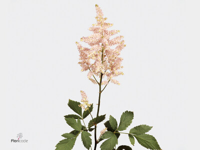 Astilbe (Japonica Grp) 'Europa'