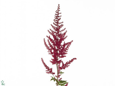 Astilbe (Arendsii Grp) 'Glut'