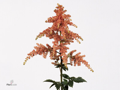 Astilbe (Arendsii Grp) 'Bressingham Beauty'