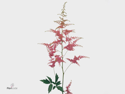 Astilbe (Arendsii Grp) 'Anita Pfeifer'