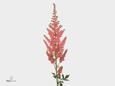 Astilbe chinensis 'Vision in Pink'