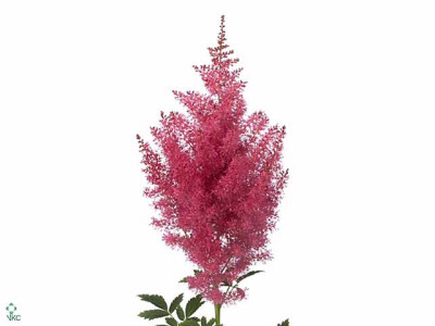 Astilbe (Arendsii Grp) 'Boogie Woogie'