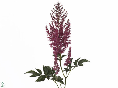 Astilbe (Arendsii Grp) 'Else Schluck'