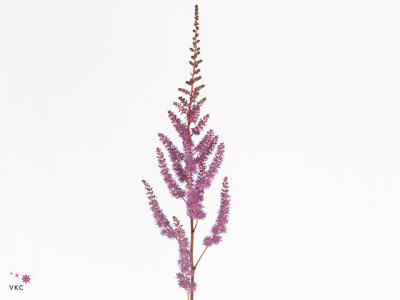 Astilbe (Arendsii Grp) 'Amethyst'