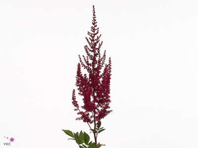 Astilbe (Arendsii Grp) 'Paul Gäarder'