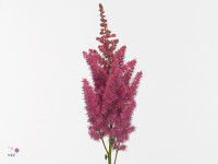 Astilbe 'Stand and Deliver'