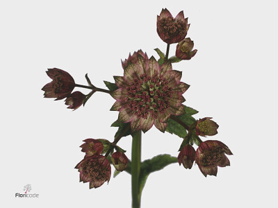 Astrantia major 'Rosea'