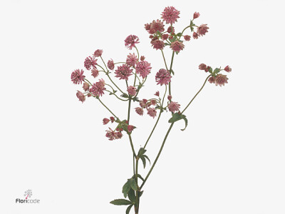 Astrantia major 'Rosita'