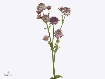 Astrantia major 'Roma'