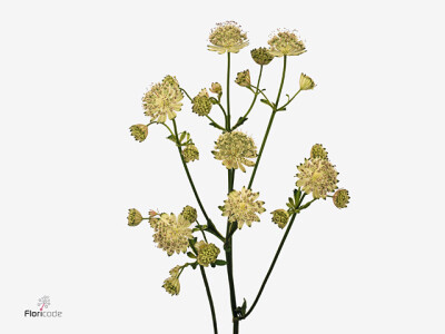 Astrantia major subsp. involucrata 'Snow Star'