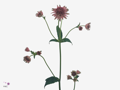 Astrantia major 'Pink Pride'