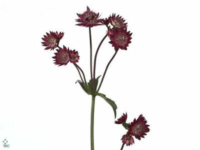 Astrantia major 'Ruby Wedding'