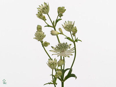 Astrantia major 'Shaggy'