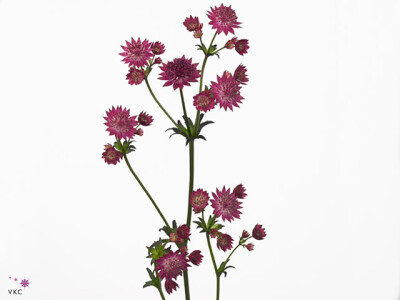 Astrantia major 'Venice'