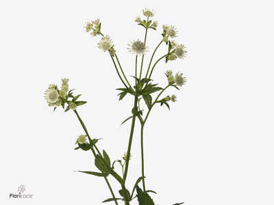 Astrantia major Billion Stars