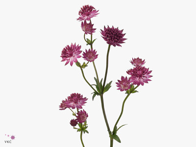 Astrantia major Red Joyce