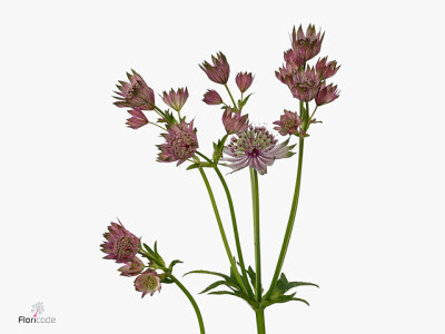 Astrantia major 'Star of Africa'