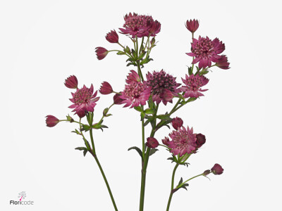 Astrantia major 'Purple Sensation'