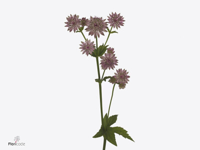 Astrantia major 'Romana'