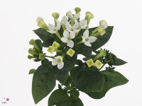 Bouvardia enkelbloemig 'Royal White Verde'