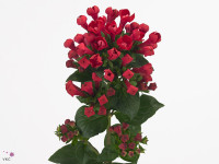 Bouvardia dubbelbloemig 'Diamond Bordeaux'