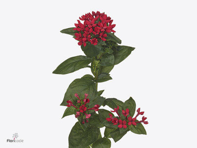 Bouvardia enkelbloemig Red Winter